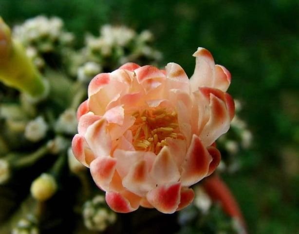 Gymnocalycium_ mihanovichii _04